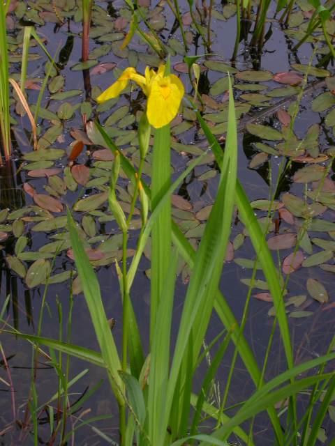 Leben in Teich und Garten Kammförmiges Laichkraut (Potamogeton